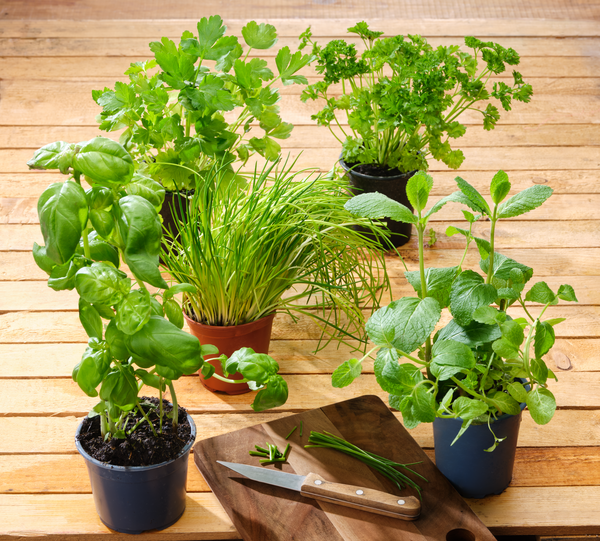 HERBES AROMATIQUES BIO 
MON MARCHÉ PLAISIR