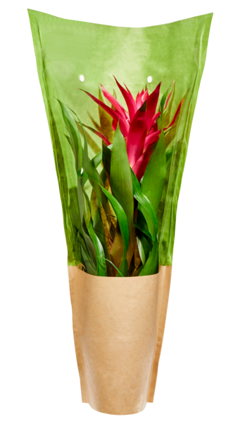 GUZMANIA POT 12 CM 
