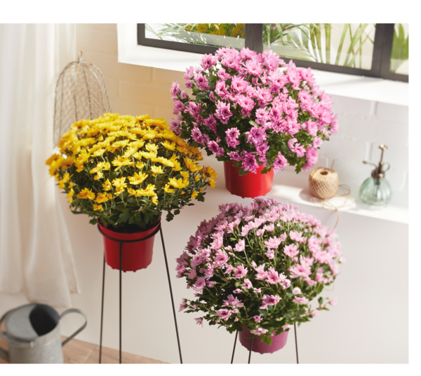 CHRYSANTHÈME POMPON POT COULEUR 17 CM UNICOLORE 