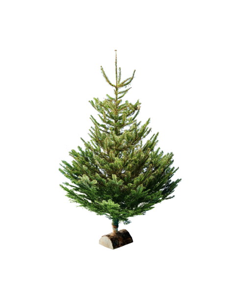 SAPIN NORDMANN 150/175 CM AVEC BÛCHE OFFERTE 