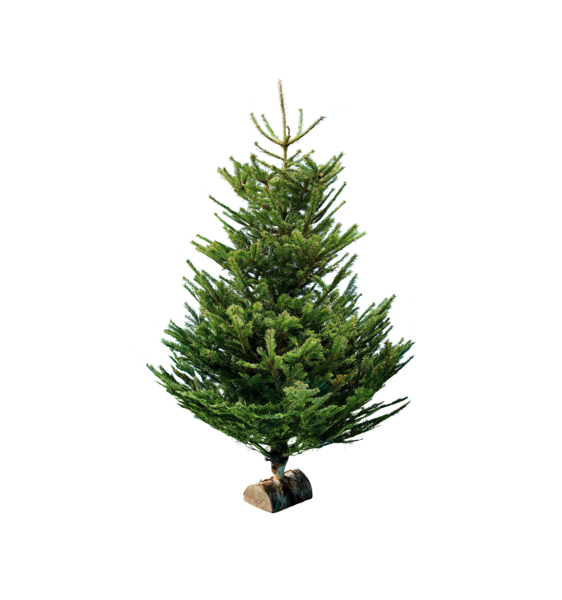 SAPIN NORDMANN 175/200 CM AVEC BÛCHE OFFERTE 