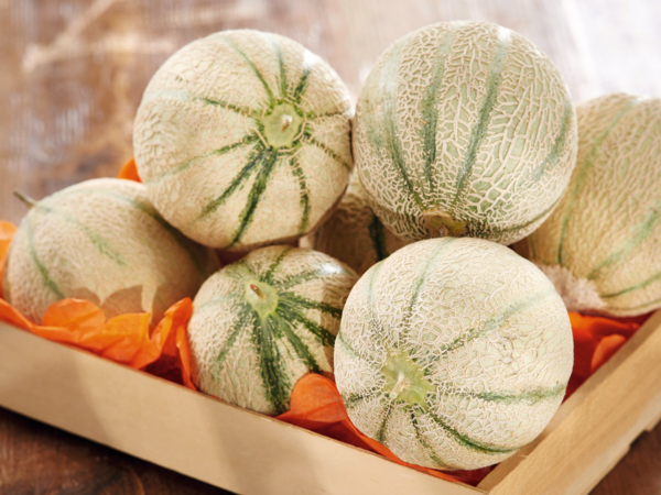 MELON CHARENTAIS 