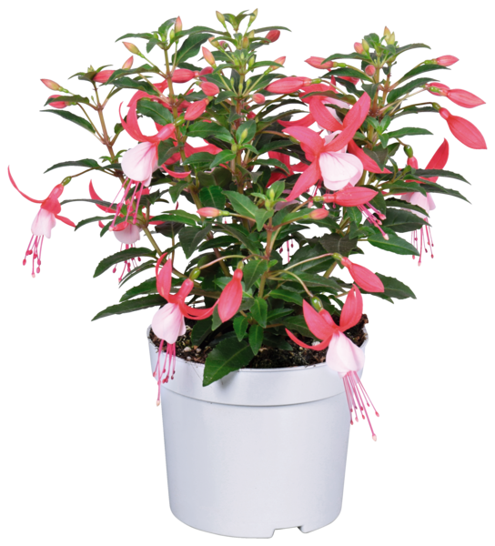 FUCHSIA POT 17 CM 