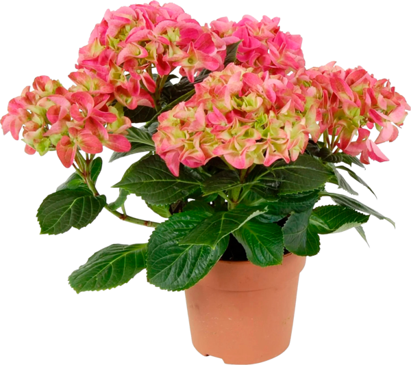 GERBERA POT 17 CM Intermarché Toutes et tous unis contre la vie chère