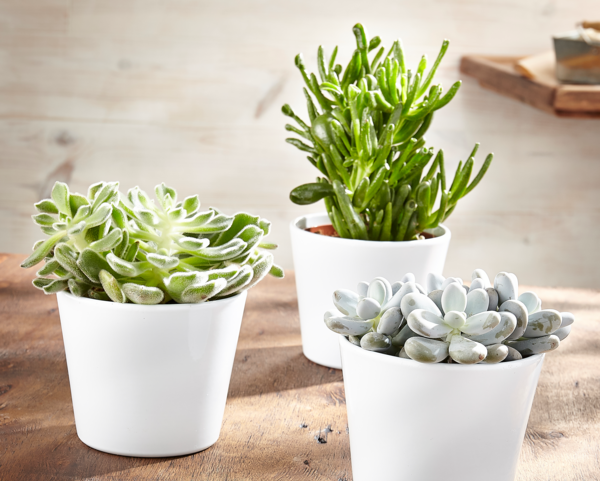 SUCCULENTE POT 14 CM Intermarché Toutes et tous unis contre la vie chère