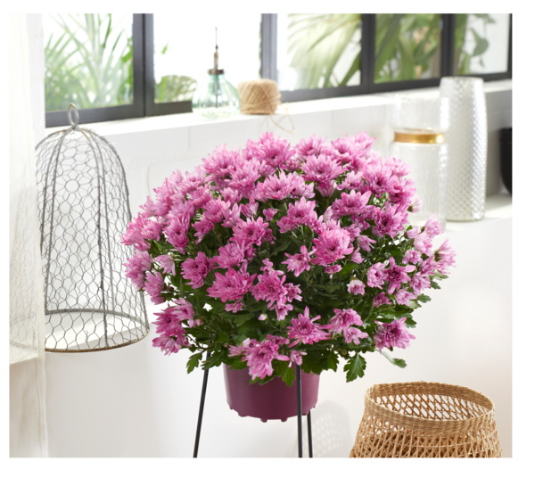 CHRYSANTHÈME POMPON POT 17 CM UNICOLORE 