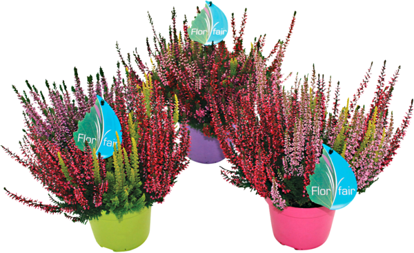 BRUYÈRE CALLUNA TRICOLORE POT COULEUR 13 CM 
