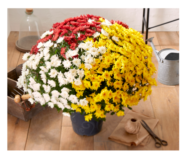 CHRYSANTHÈME POMPON POT 19 CM MULTICOLORE 