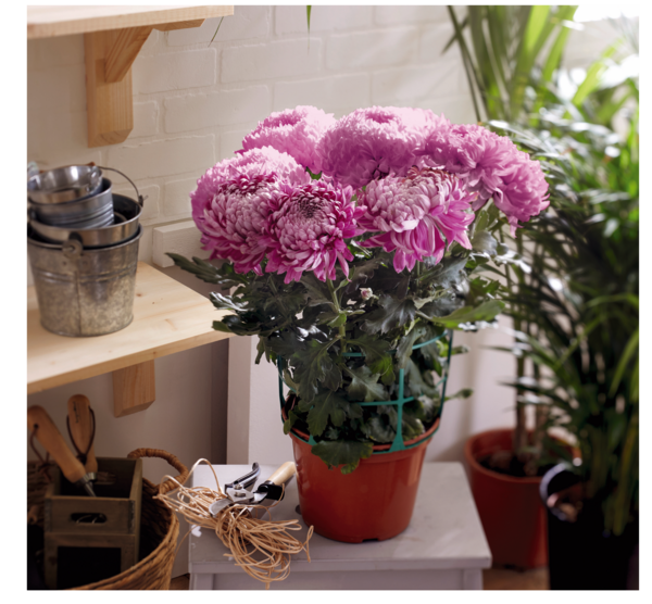 CHRYSANTHÈME GROSSE FLEUR  POT 17 CM UNICOLORE 